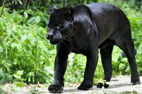 Черная пантера на рабочий стол - 35 фото