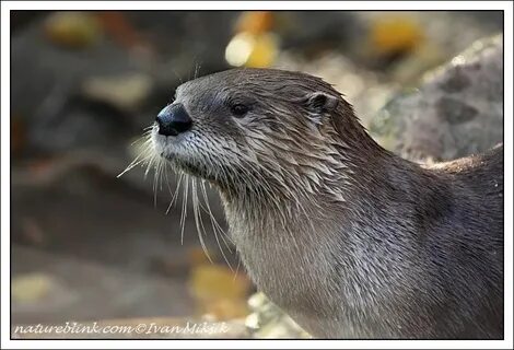 Vydra severoamerick? / Canadian River Otter NatureBlink