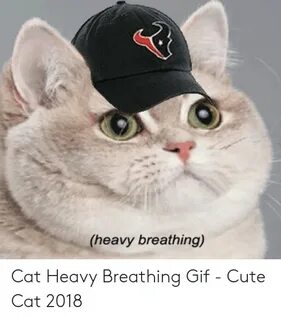 🐣 25+ Best Memes About Fat Cat Heavy Breathing Meme Fat Cat 