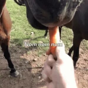 Brian Horse GIF - Brian Horse Feeding - Discover & Share GIF