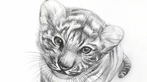 How to draw a Tiger cub - pencil drawing sounds ASMR - YouTu