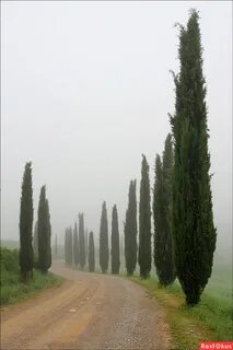 Фото: Дорога с кипарисами, уходящая в туман. Фотограф Мария 