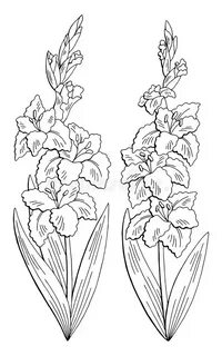 Gladiolus Flower Graphic Black White Isolated Sketch Set Ill