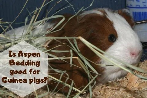 Is Aspen Bedding Good For Guinea Pigs? A Complete Owners Gui