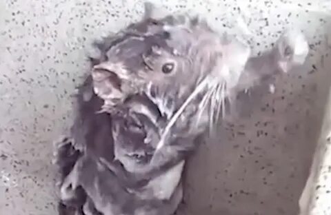 La triste réalité derrière la vidéo " adorable " d’un rat " 