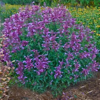 Agastache 'Rosie Posie' Plants, Fragrant flowers, Sun plants