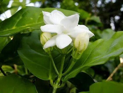 sampaguita flower! Jasmine flower, Sampaguita, Flowers