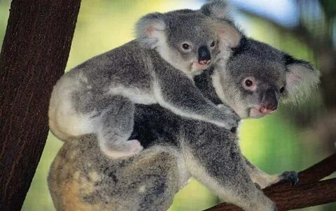 Koala Puffs Naked