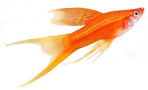 Hi Fin Lyretail Swordtail - David's Aquarium Advice