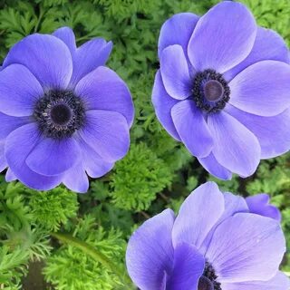 Buy anemone Anemone coronaria Harmony Blue (Harmony Series):