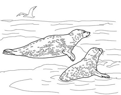 Leopard Seals Coloring Page - Free Printable Coloring Pages 