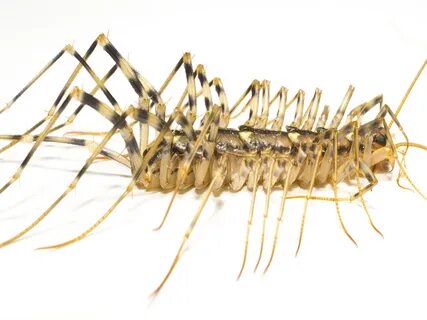 House Centipedes: Facts, Photos & Information
