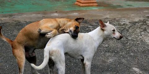 How dogs mate video
