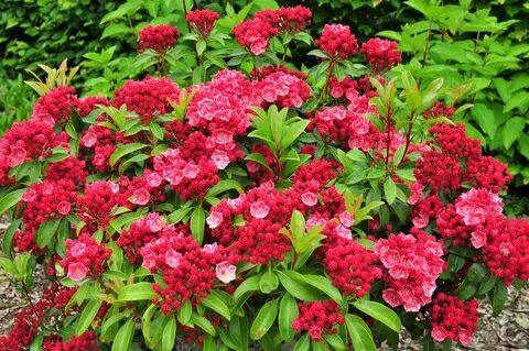 kalmia latifolia 'Sarah'