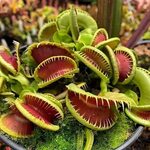 Dionaea Muscipula - Thursd