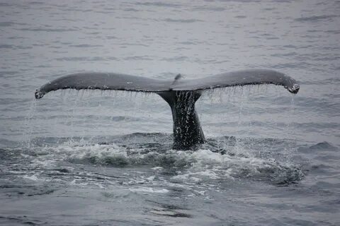 Free Images : sea, humpback whale, fin, tail, animals, verte