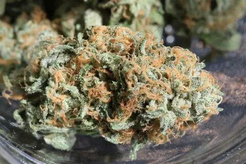 Top 10 Strains Of Weed: Cali It's Primo Strain Guide