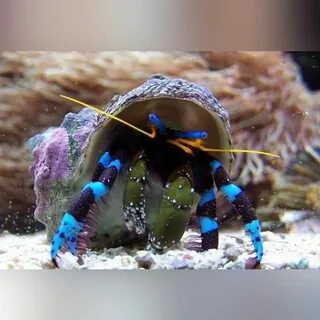 Blue Knuckle Hermit crab Saltwater aquarium fish, Marine fis