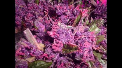 Pink Weed Strains - Floss Papers