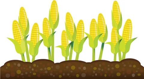 Plant Clipart Crop - Crops Clipart Transparent Background - 