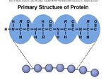 What are the structural levels of protein giving one example