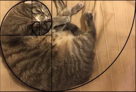 The Fibonacci sequence shows that cats are perfect. Cats, An