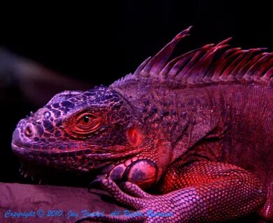 Red Iguana Wallpaper