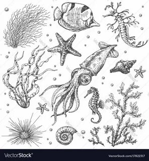 Underwater Ocean Plant Drawings Related Keywords & Suggestio