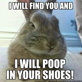 Funny bunny Memes