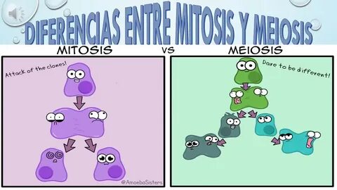 ciclo celular, mitosis y meiosis - YouTube