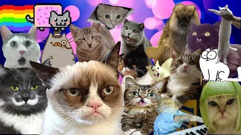Мемы с котами #1 когда сказал кискискис - YouTube