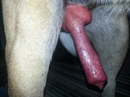 What dogs have the biggest dicks