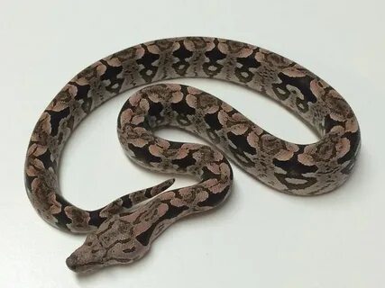 Baby Dumerils Boa Baby snakes, Red tail boa, Snake