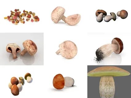9 Realistic Mushroom Free 3D Models Collection - Open3dModel