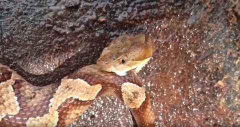 A Beheaded Copperhead Snake Attacks Its Own Detached Body Bu