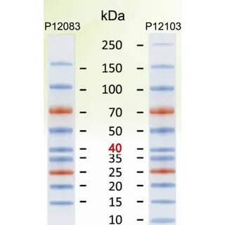 Pre-stained Plus Protein Ladder (10-250kDa), 2 X 250 μl, MEI
