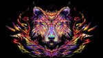 Wolf Color Wallpapers - Wallpaper Cave