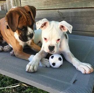 Pin by Dog Parents on Boxer Dog Boxer puppies, Baby puppies,