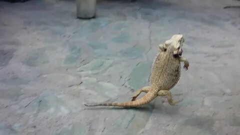Bearded dragon running on two legs - YouTube