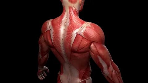 Мышцы спины: анатомия.