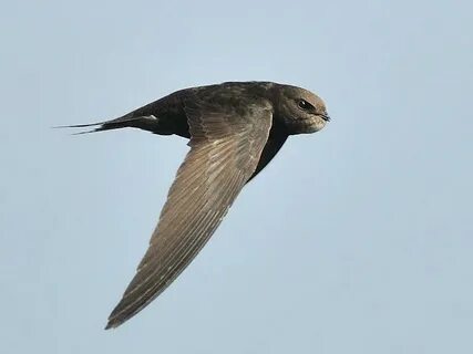 The swift flew away... - The Common Swift Network (Apus apus