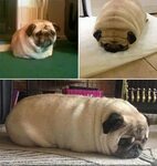 Silced Pug Loaf Related Keywords & Suggestions - Silced Pug 