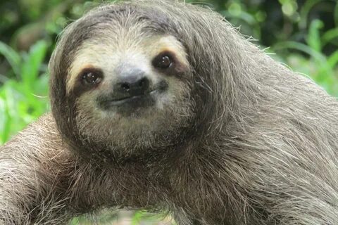 6+ Different Types of Sloths in the Rainforest with Pictures