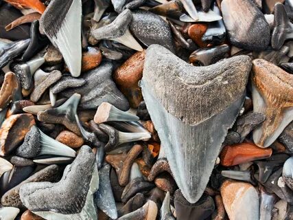 Florida by Water: Hunt for Shark’s Teeth -- National Geograp