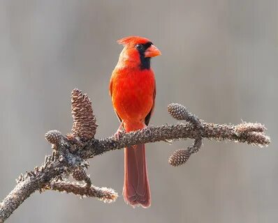 Northern Cardinal Female and Male - Красный кардинал самка и