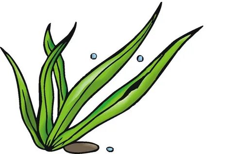 drawing of sea weeds - Google Search Drawings, Clip art, Fre