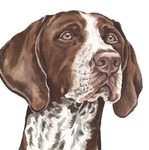 Gift for Dog Lovers German Shorthaired Pointer Acrylic Pin O