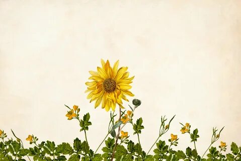 Free Images : flower, floral, background, border, garden fra