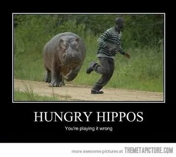 Hungry Hippos. Hungry hippos, Hungry funny, Goofy pictures