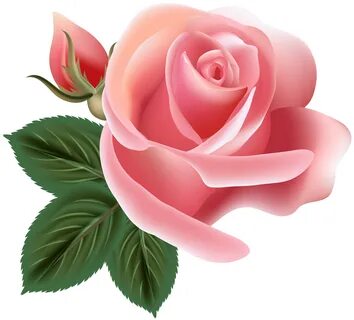 Pink Rose Clip Art PNG Image Beautiful flowers wallpapers, F